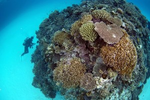 サンゴとダイバー