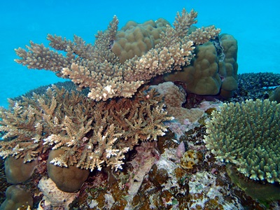 枝サンゴ