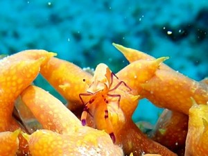 ウミウシカクレエビ