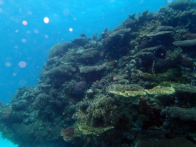 珊瑚の根