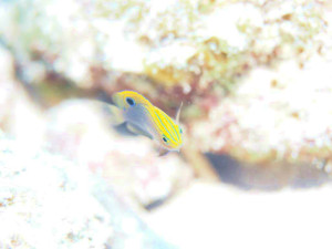 メガネスズメダイ